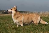 CORGI PEMBROKE 1134